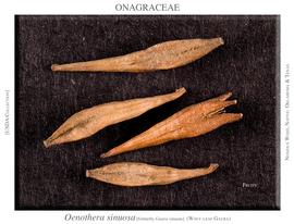   Fruits:   Oenothera sinuosa ;nbsp;Photo by J. Macdonald, RSABG
